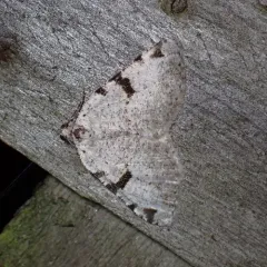 Barred Angle thumbnail 2