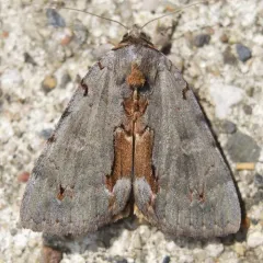 Woody Underwing thumbnail 3