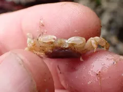 Tube-dwelling Pea Crab thumbnail 1