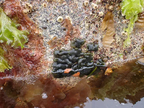 Codium ritteri