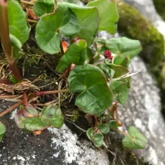alpine sorrel thumbnail 2