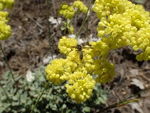 Eucerceris provancheri