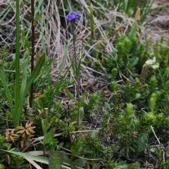 American alpine speedwell thumbnail 4