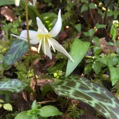 California Fawn Lily thumbnail 2