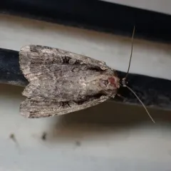Two-spotted Dart thumbnail 2