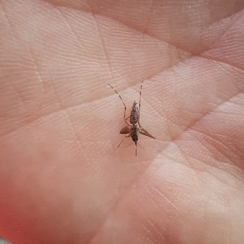 Eastern Saltmarsh Mosquito