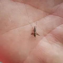 Eastern Saltmarsh Mosquito thumbnail 1