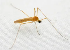 Erioptera megophthalma thumbnail 2
