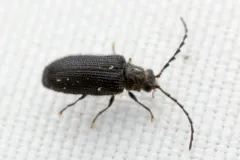 Eurypogon niger thumbnail 4