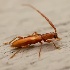 Four-spotted Hickory Borer thumbnail 2