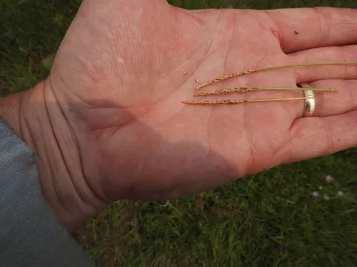 Korean grass