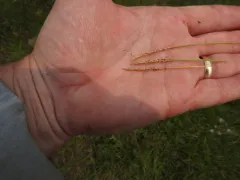 Korean grass thumbnail 1