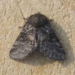 Common Gluphisia Moth thumbnail 5