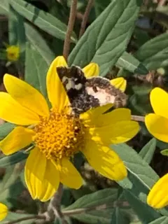 Schinia vacciniae thumbnail 2