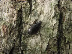 Xylopinus aenescens thumbnail 2