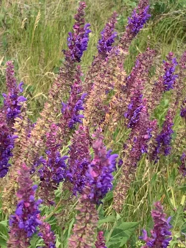 Purple Wood Sage