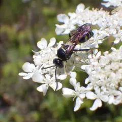 Gorytes atricornis thumbnail 1