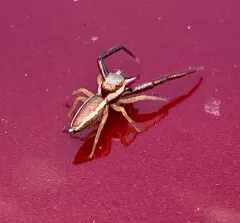 Common Hentz Jumping Spider thumbnail 2