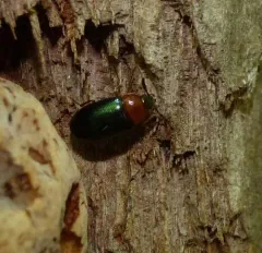 Tetratoma truncorum thumbnail 1