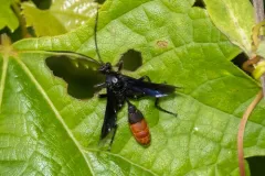 Saranaca apicalis thumbnail 2