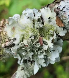 powdered ruffle lichen thumbnail 2