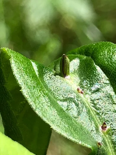 Rhopalomyia inquisitor