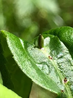 Rhopalomyia inquisitor thumbnail 1