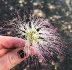 Persian silk tree thumbnail 3