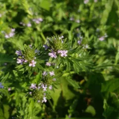 Bigbract Verbena thumbnail 3