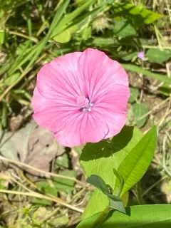 Royal Mallow thumbnail 2