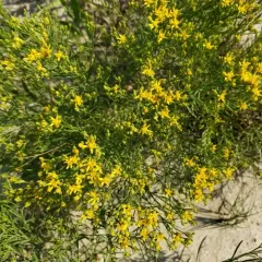 Broom Snakeweed thumbnail 3
