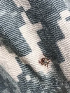 Gulf Coast Tick thumbnail 3