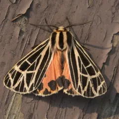 Parthenice Tiger Moth thumbnail 3