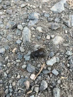 Tabanus aegrotus thumbnail 3