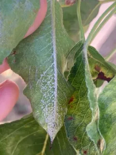 Phyllactinia pyri-serotinae thumbnail 3