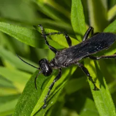 Prionyx atratus thumbnail 4