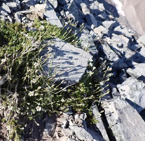 alpine sandwort