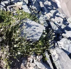 alpine sandwort thumbnail 1