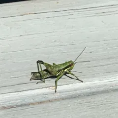 Wingless Mountain Grasshopper thumbnail 4