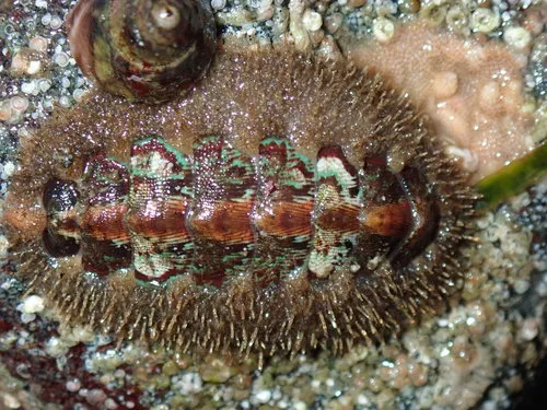 Ferreira's Chiton