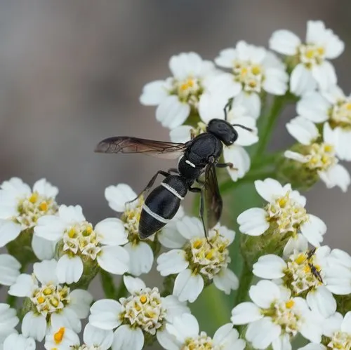 Stenodynerus lucidus