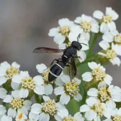 Stenodynerus lucidus thumbnail 1