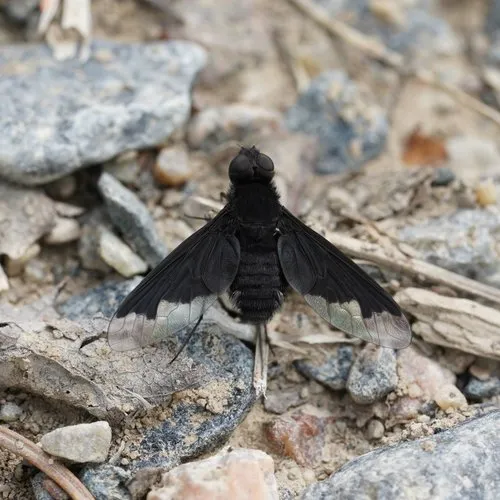 Black Bee Fly