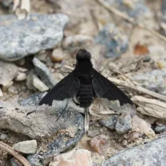 Black Bee Fly thumbnail 1