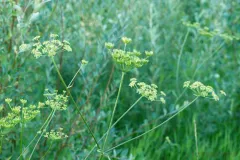 Siberian hogweed thumbnail 2