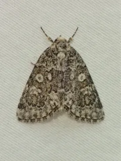 Cryphia olivacea thumbnail 2