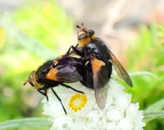 Tachina latianulum thumbnail 3