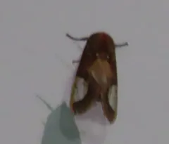 Grote's bertholdia thumbnail 3