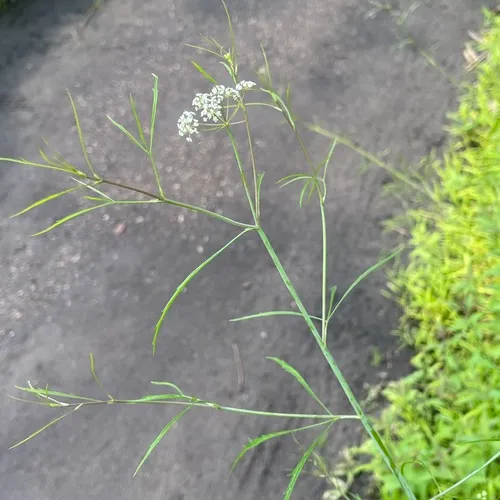 bulblet-bearing water hemlock
