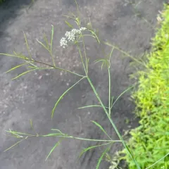 bulblet-bearing water hemlock thumbnail 1